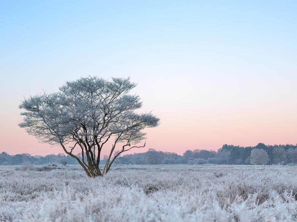 Winter Landscape In The Netherlands Pastel