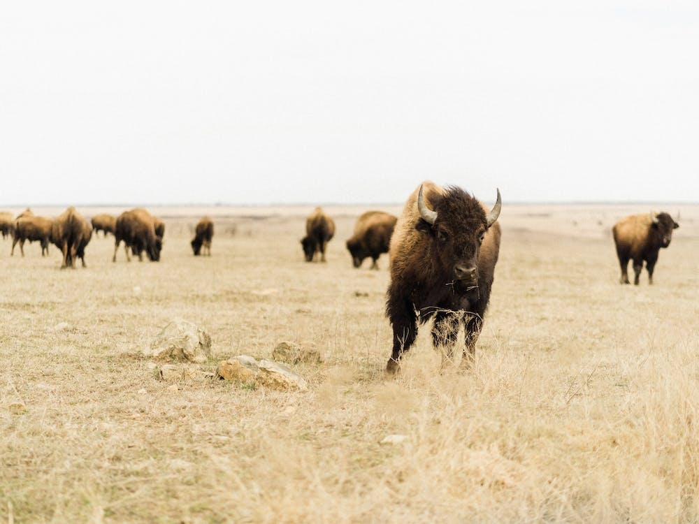 Open Plains Bison Herd