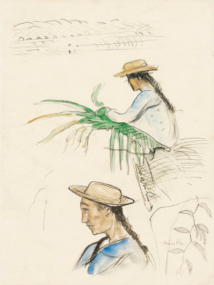Sketches Of Figures, Pandanus Leaf, And Vanilla Plant, Paul Gauguin