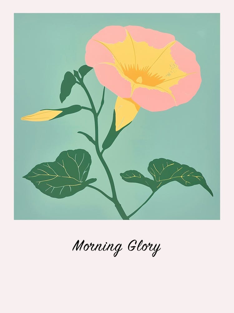 Gloire du Matin 2 Affiche d'Illustration Florale Carrée