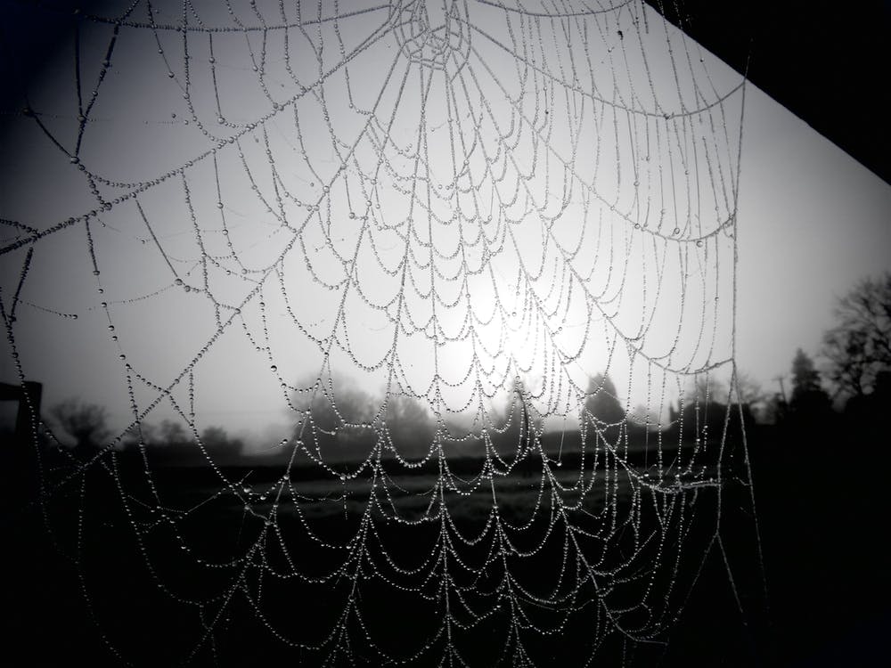 Spider Web black and White Moody