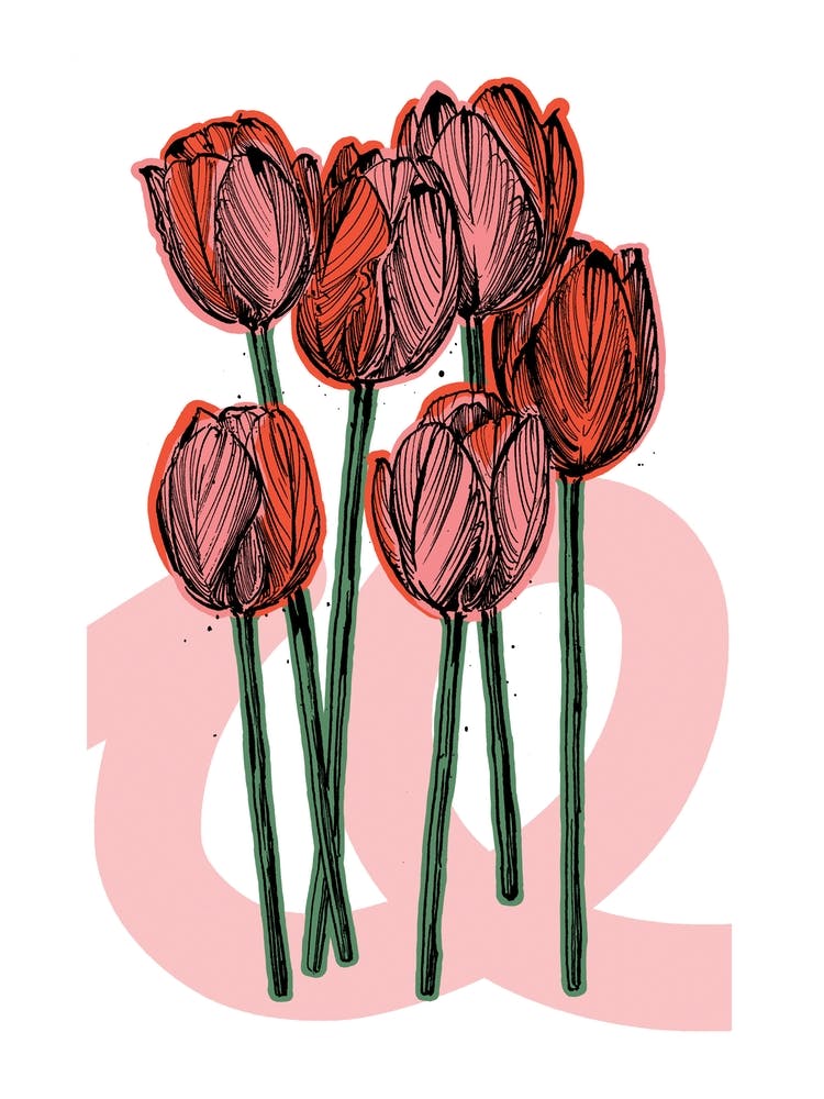 Pink & Red Abstract Tulip Flowers