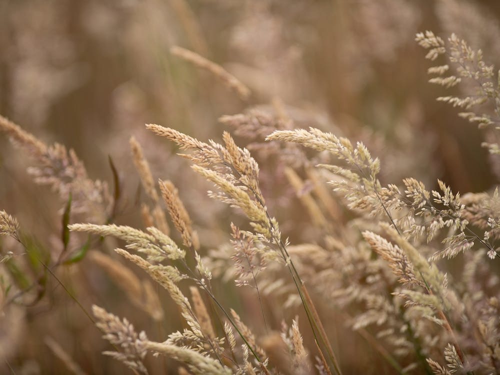 Rougeur d'Automne