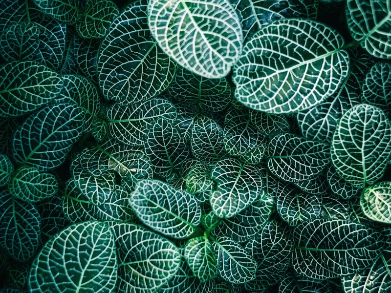 Green Leaves 12