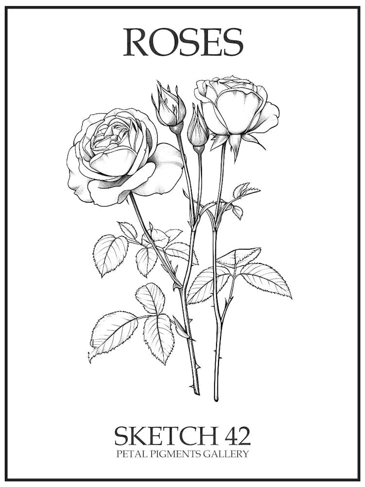 Roses Sketch 42 Poster