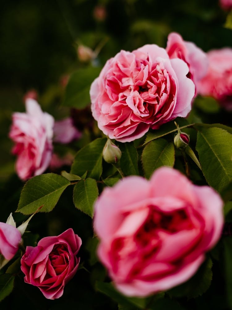 Beautiful pink roses blooming in the spring, Netherlands 2