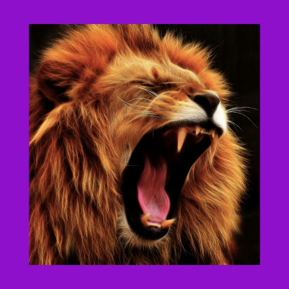 Lion photography design