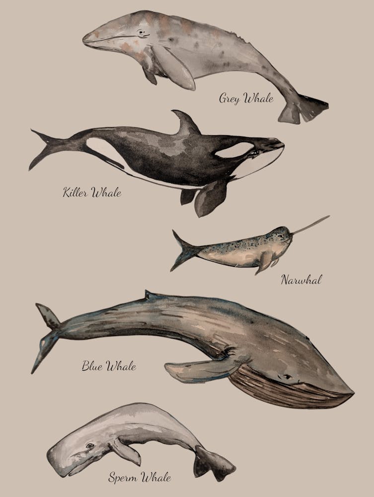 Whales Sea Life Illustration 1