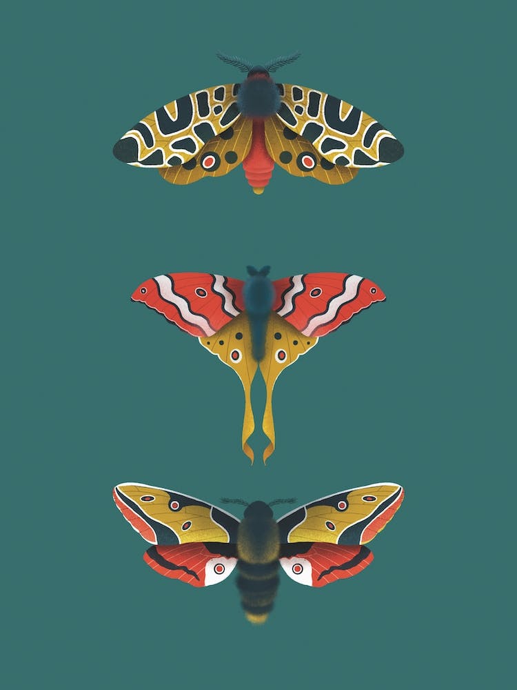 Impression Papillons de Nuit Turquoise et Moutarde