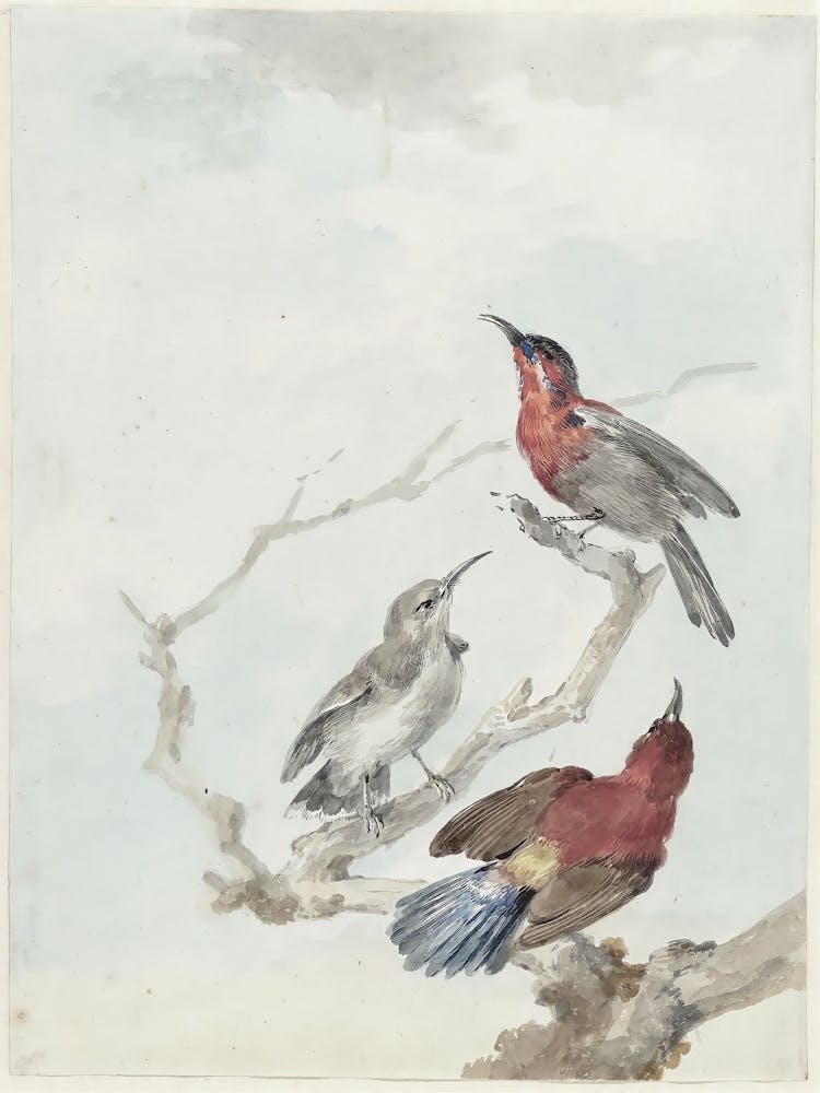 Trois Oiseaux Perchés Sur Une Branche