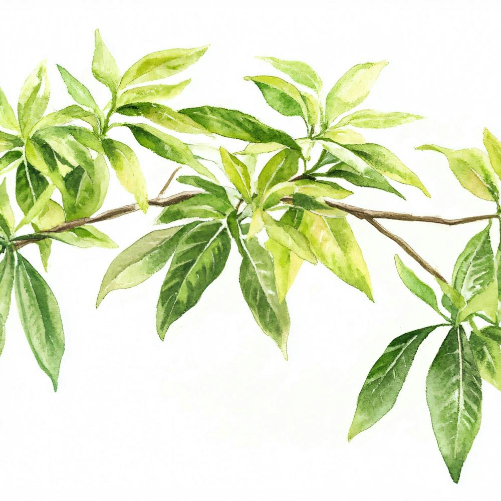 Green Leaves On A Branch 1