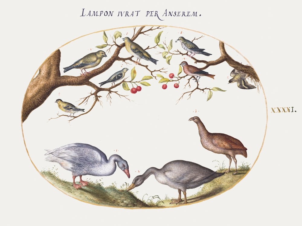 Two Gray Geese With Songbirds In A Cherry Tree (1575–1580), Joris Hoefnagel