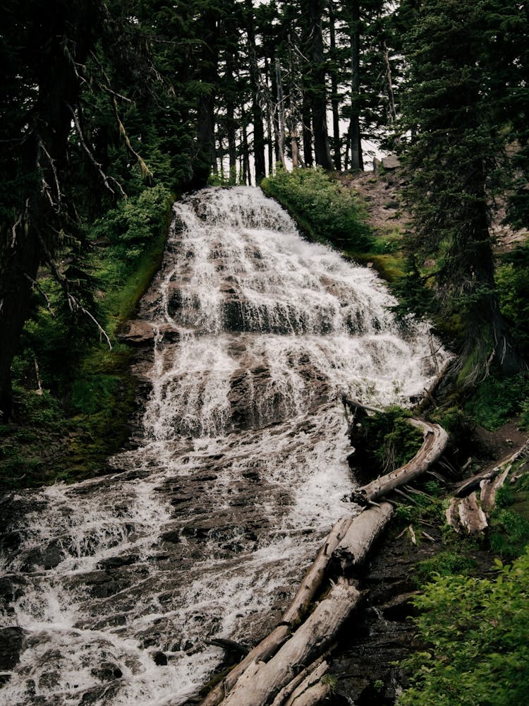 Cascade Forestière