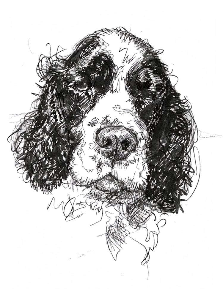 American Water Spaniel Line Sketch 2