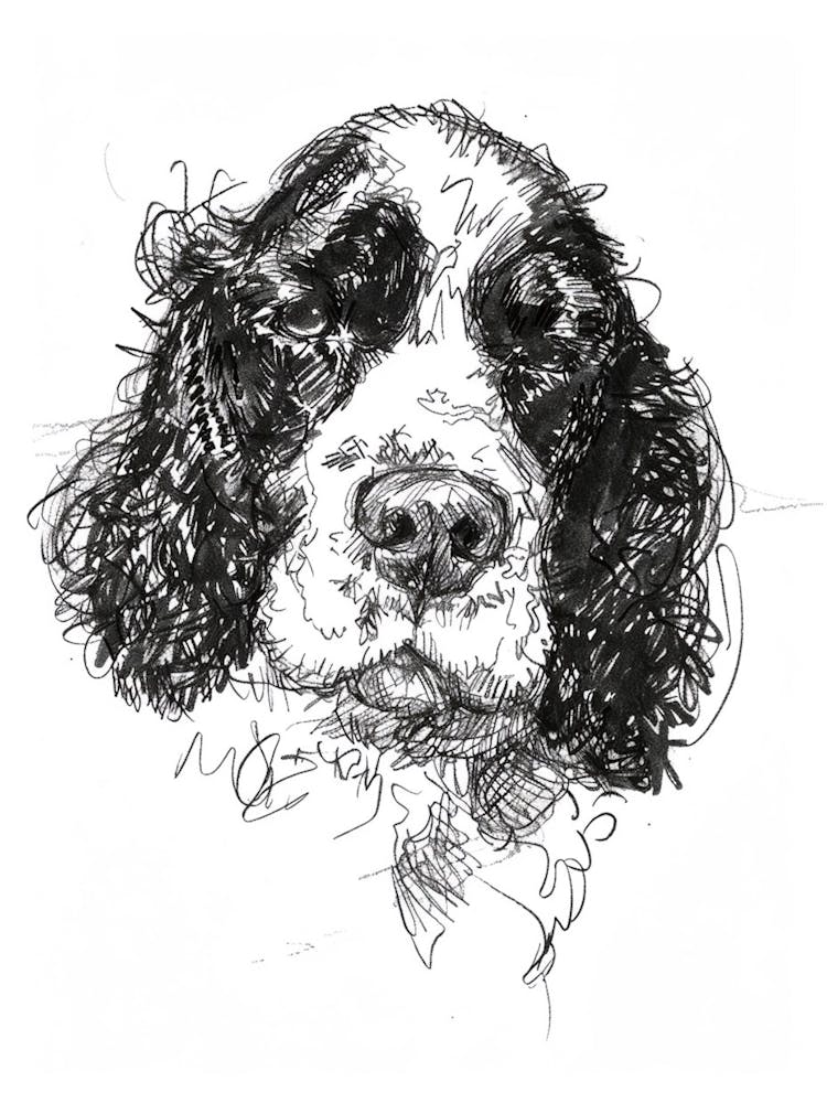 American Water Spaniel Line Sketch 2