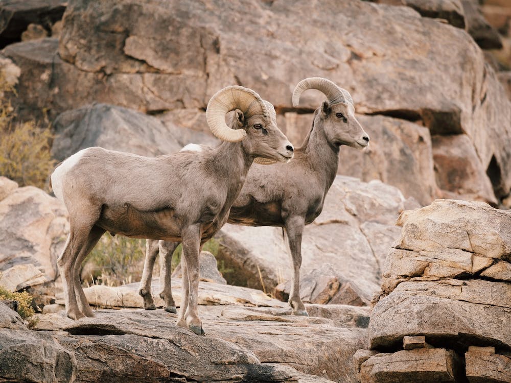 Bighorn Sheep