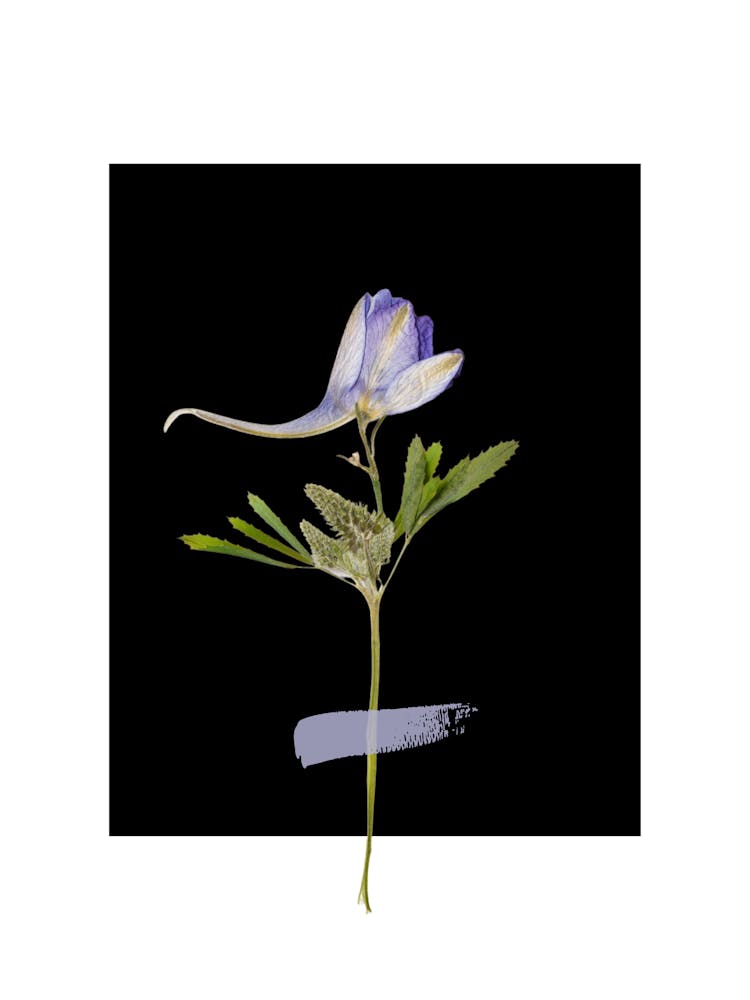 Muguet 26