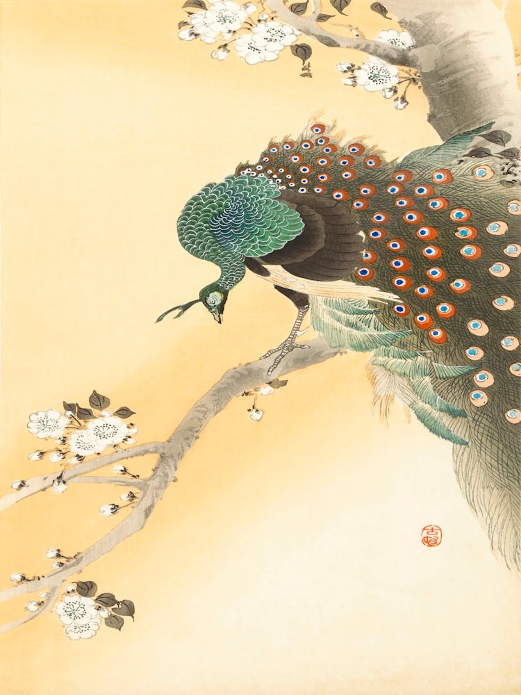 Peacock On A Cherry Blossom Tree (1900 1930), Ohara Koson