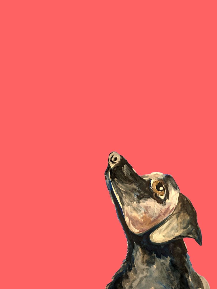 Chien Orange Rouge - Peinture Illustration Aquarelle