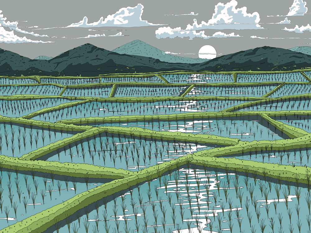 Rice Field