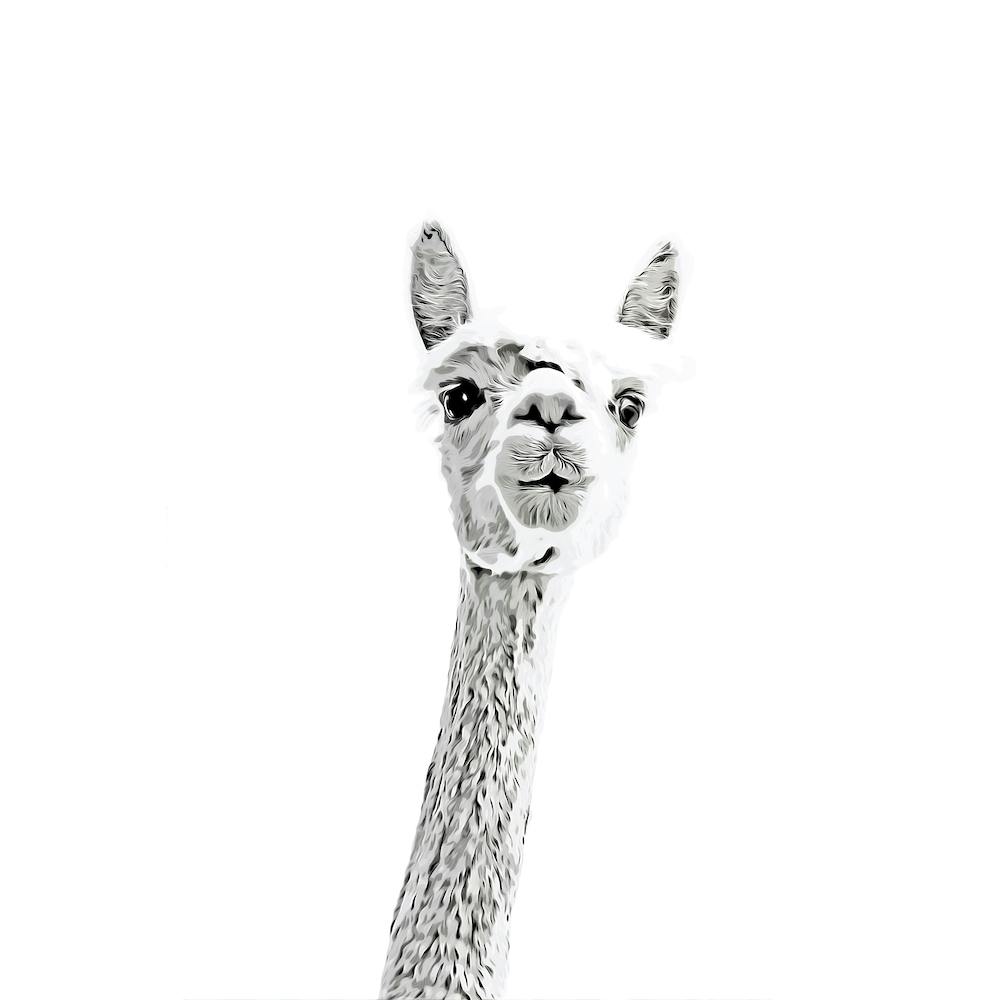 Cute Alpaca Watercolor Square