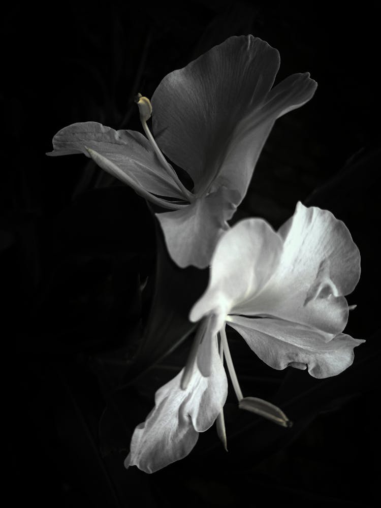 Fleurs Noires Et Blanches 2