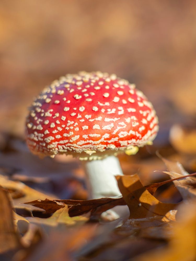 Autumn Mushroom Fly Agaric Fall Photography