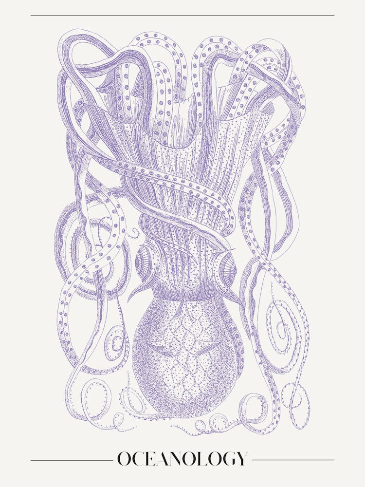 Octopus 3