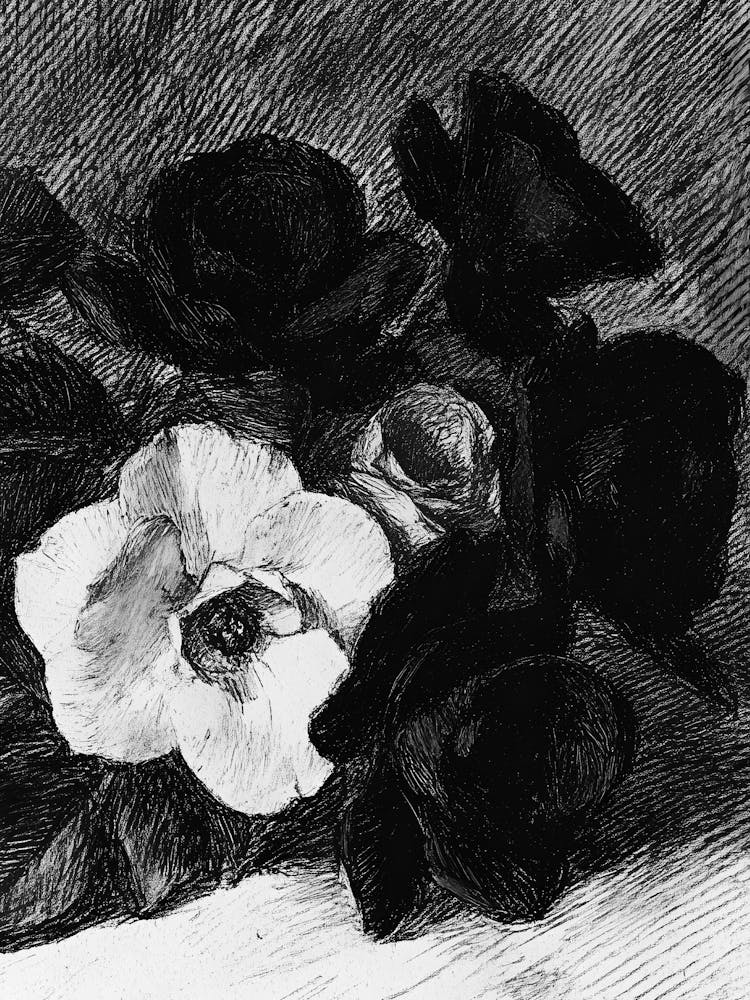 Black And White Roses 12