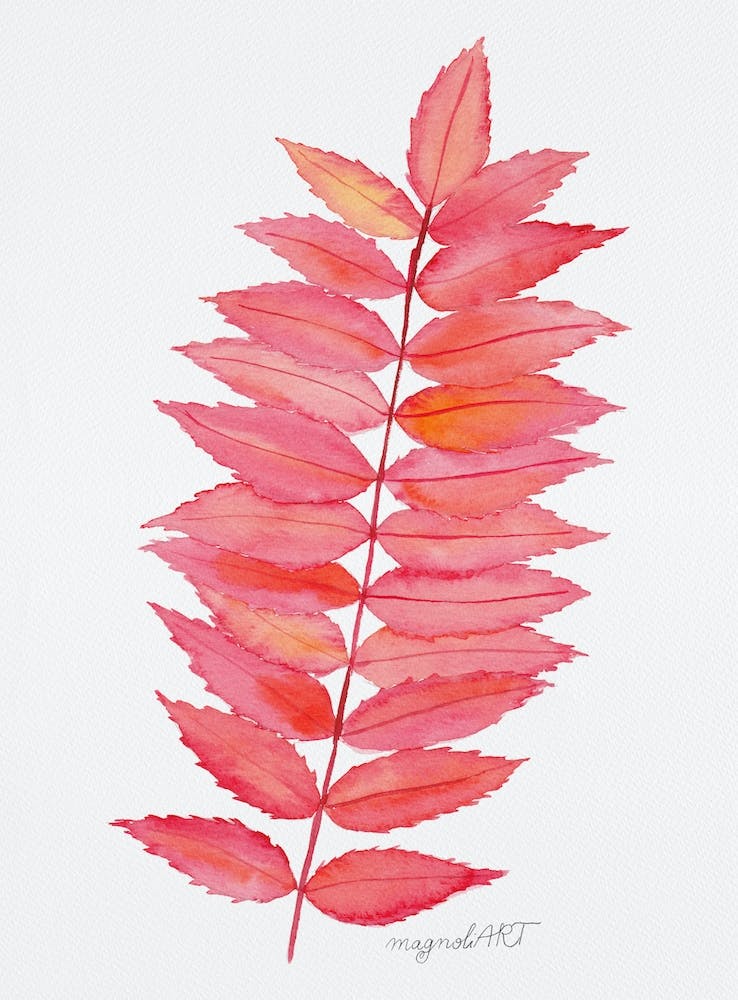 Rhus Typina
