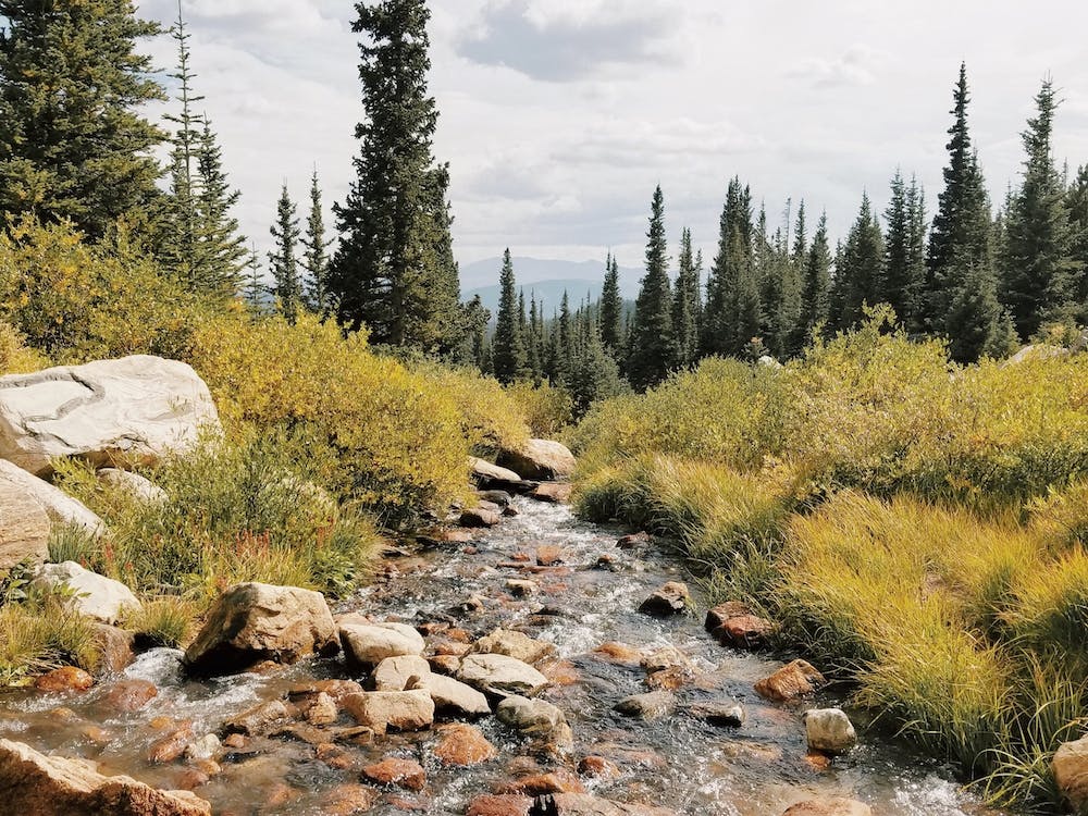Montana Forest Creek