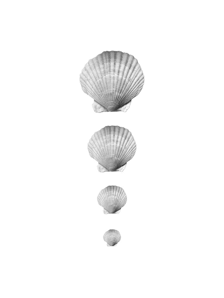 Seashell Collage