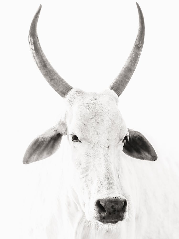 Black And White Cow