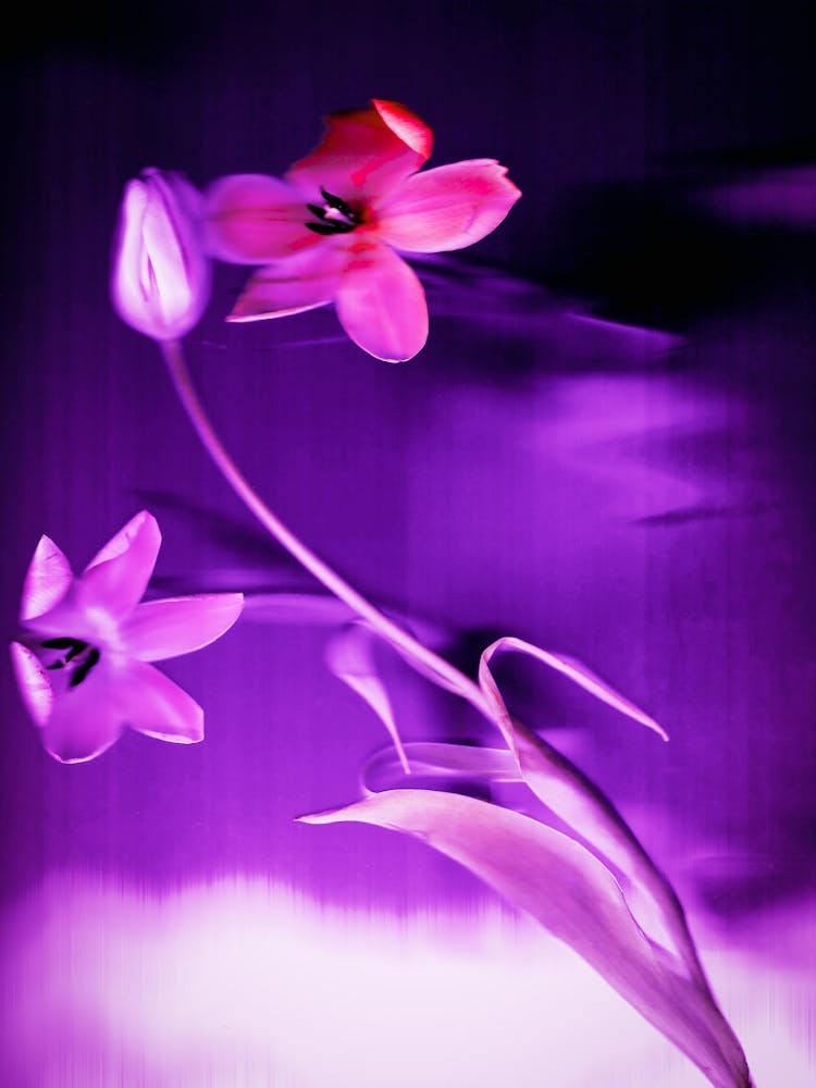 Purple Flowers