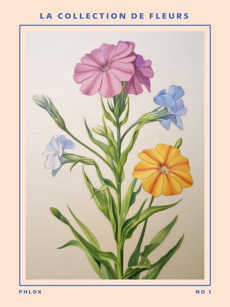 Phlox Fleur Française Affiche Botanique