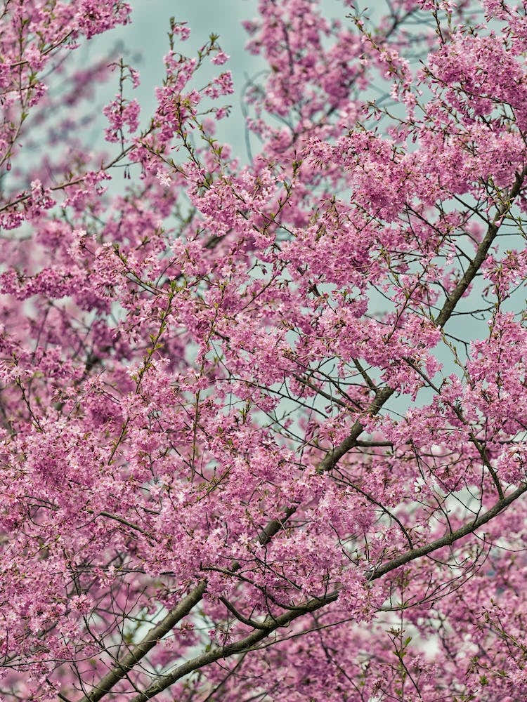Pink Blossom Tree