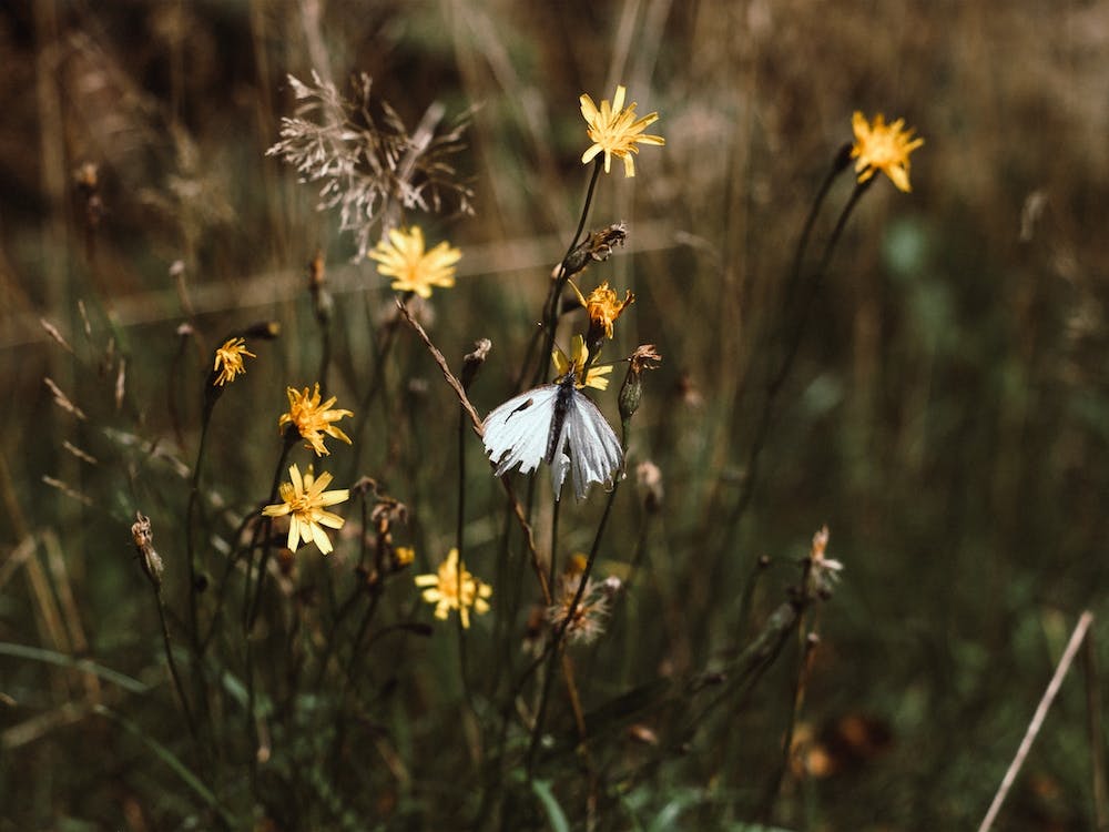 White Butterfly In The Countryside Colour Nature Photography