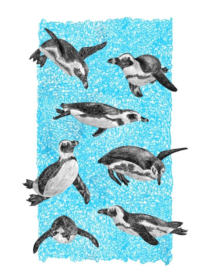 African Penguins 
