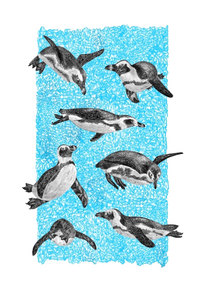 African Penguins 