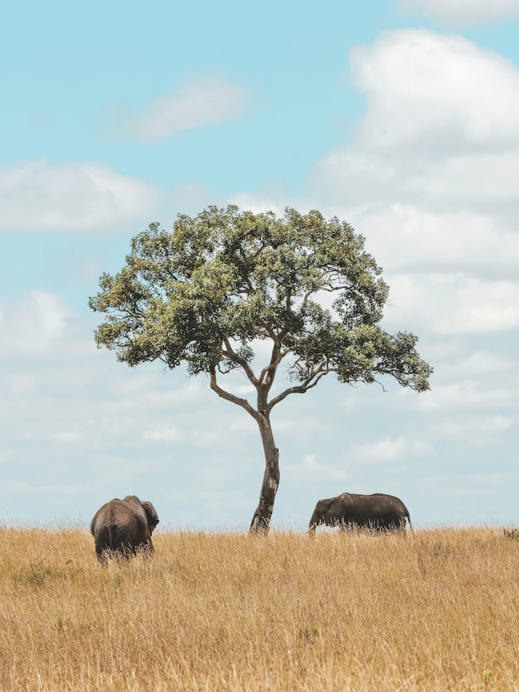 Tanzania Ix