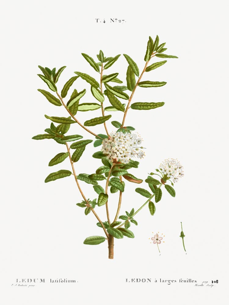 Bog Labrador Tea, Pierre Joseph Redoute