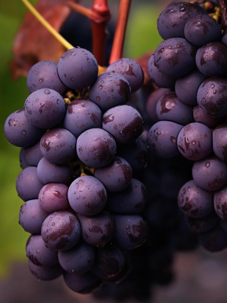 Black Grapes