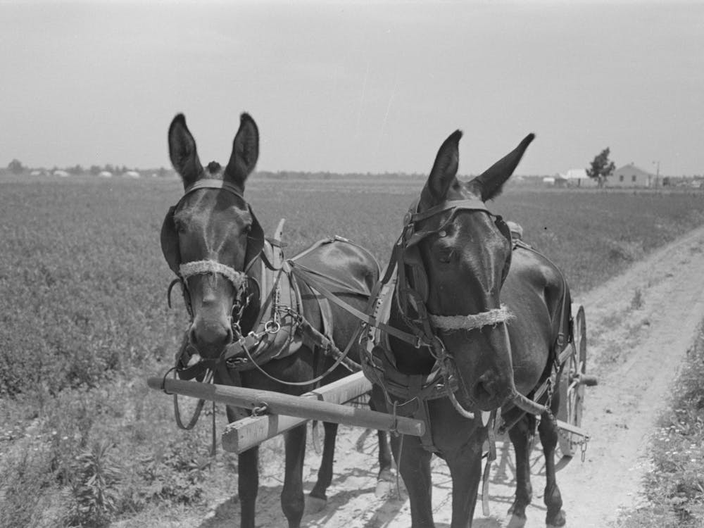 Untitled Photo, Possibly Related To New Madrid County, Missouri,Sharecropper Cultivating Cotton, Southeast Missouri
