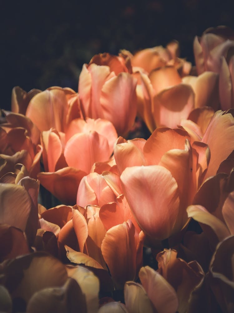 Tulpen in der Dämmerung