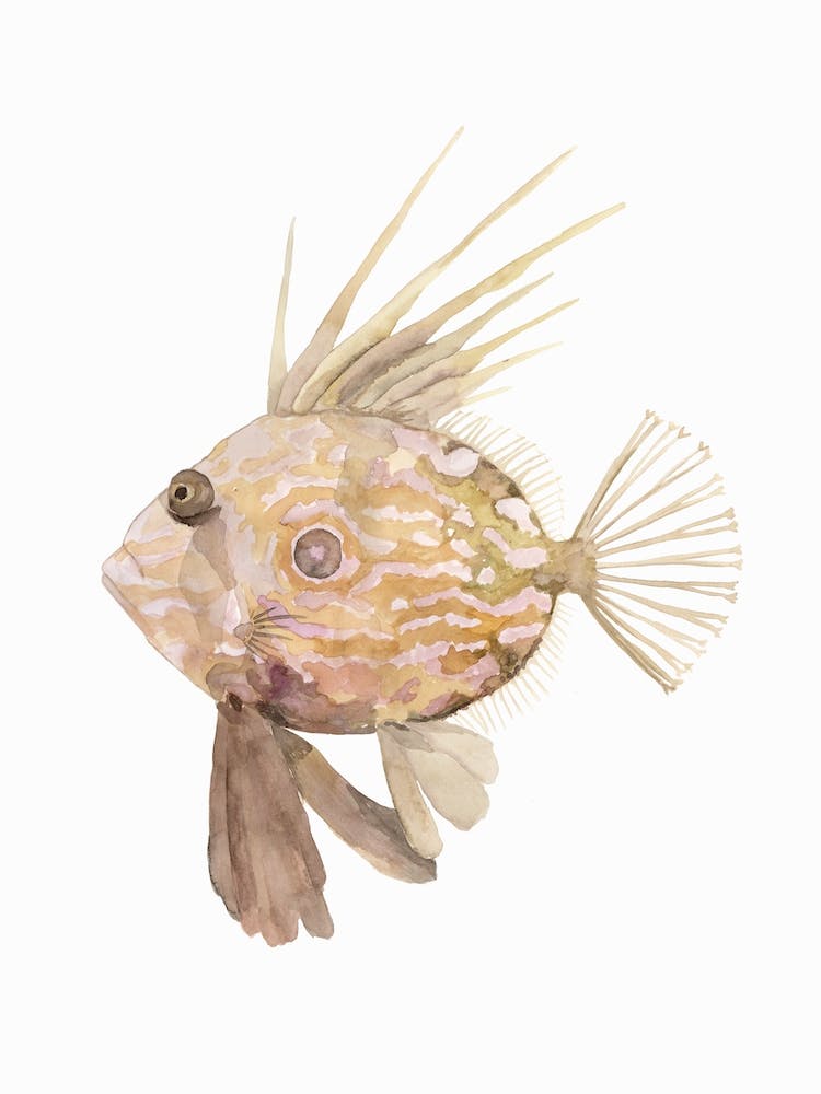 Sea Life John Dory