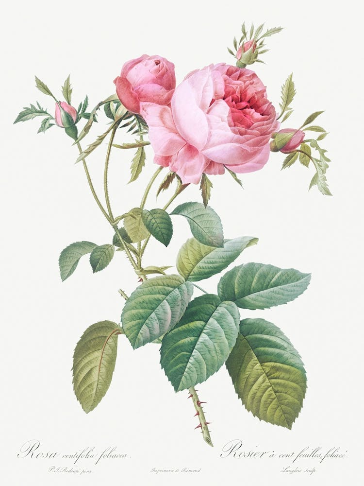 Rose De Mai, Pierre Joseph Redoute