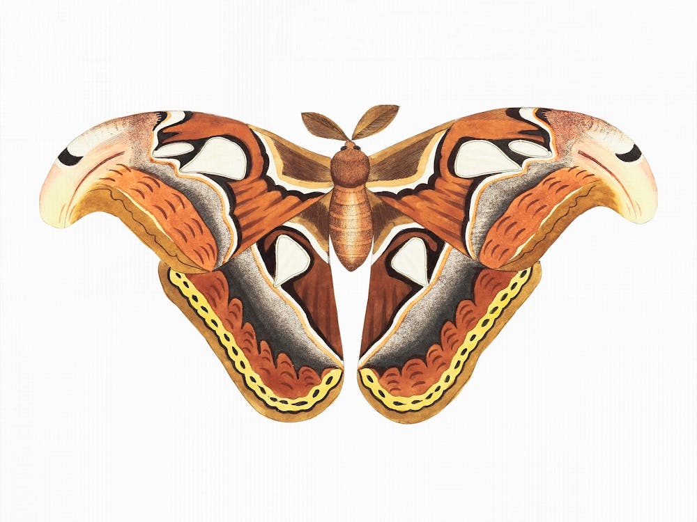 Brown Moth, Vintage Insect Art, Muted Neutral Colors