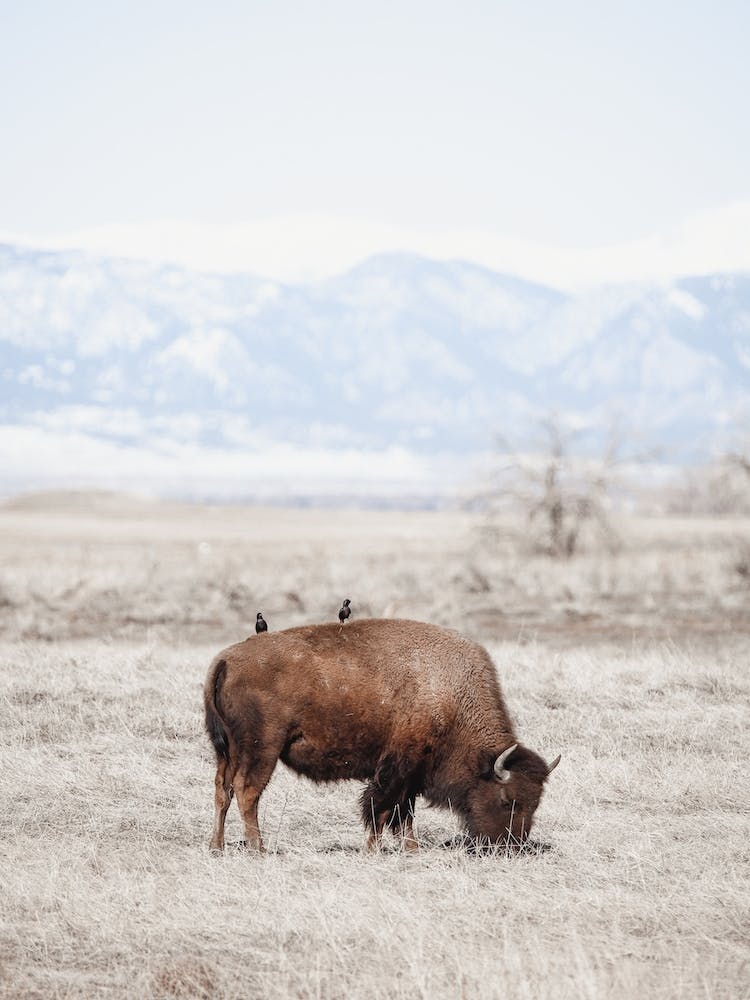 Birds Resting On Bison