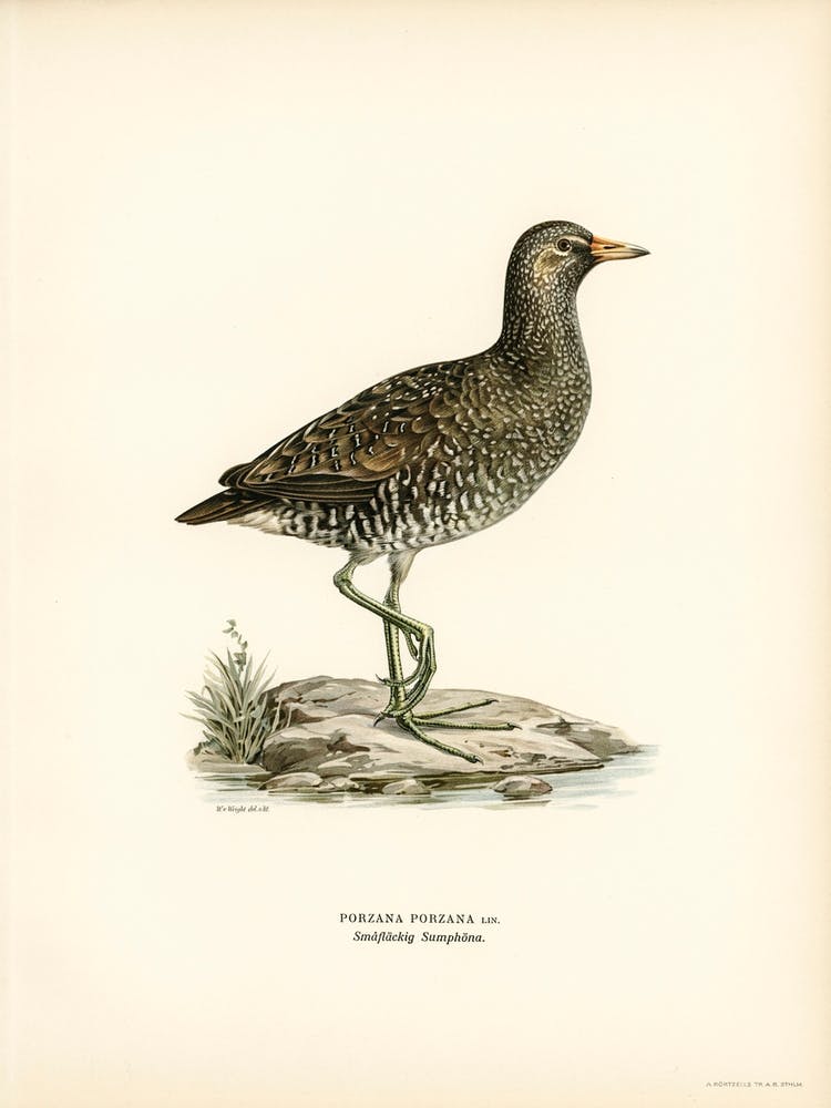Water Rail (Rallus Aquaticus), The Von Wright Brothers