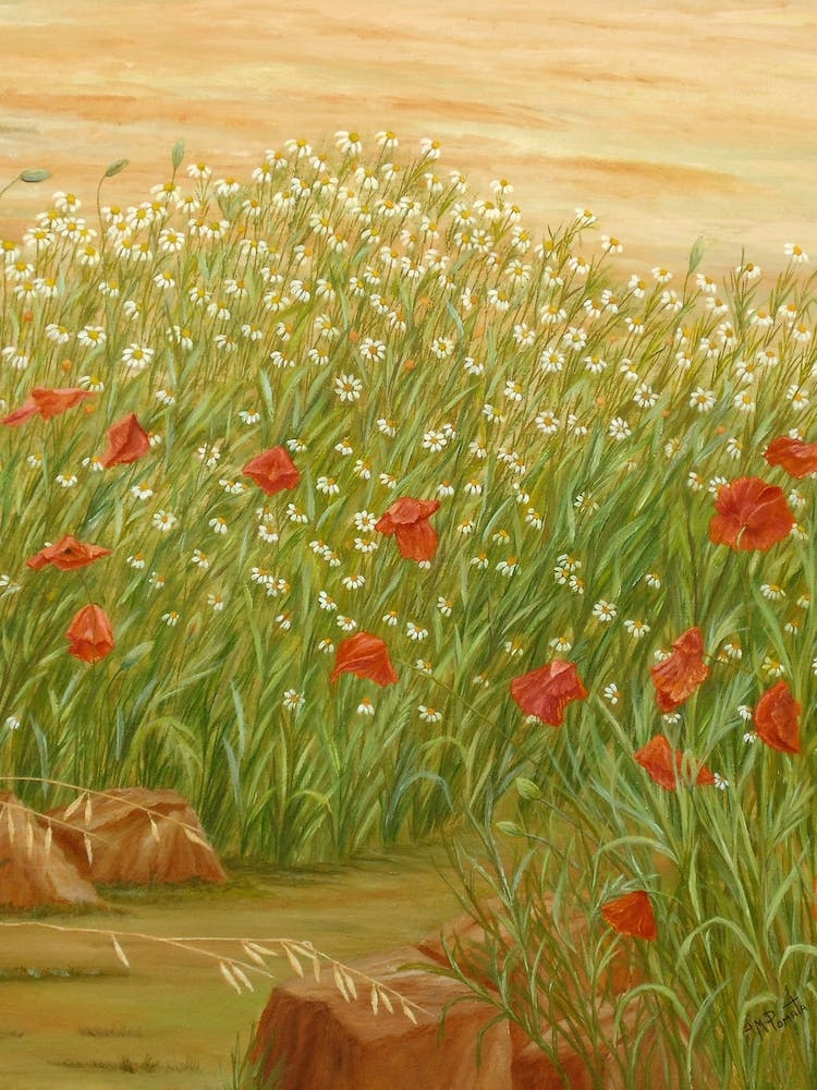 Daisies And Poppies